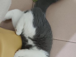 小胖猫咪时尚搭配攻略（萌萌哒小胖猫咪的时尚穿搭，让你的宠物成为街头焦点）