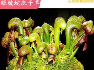 蛇类食性攻略（解析蛇类食性习惯，揭秘如何以蛇吃虫）