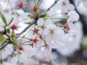《手机版安妮出装攻略最新》（如何在手机版游戏中正确选择和搭配安妮的装备和技能？）